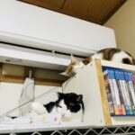 リリィとミルク