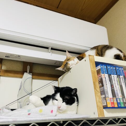 リリィとミルク